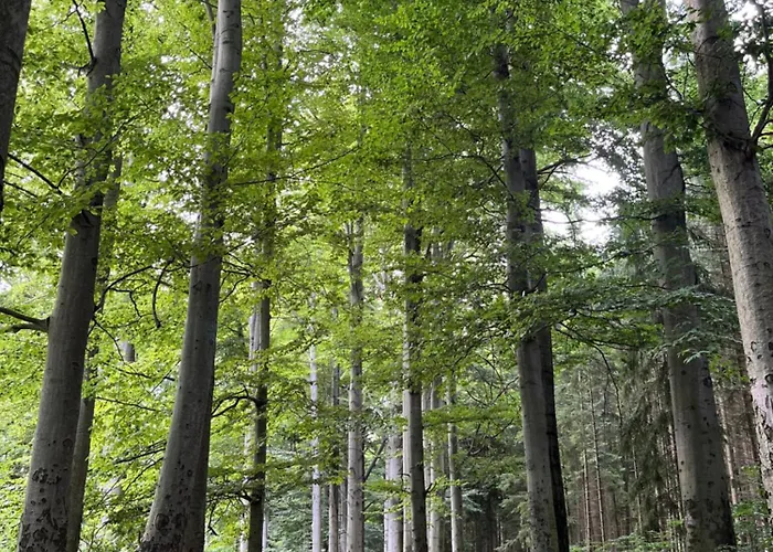 Romantische Fuer 5 Mit Hund Im Erzgebirge * Beierfeld